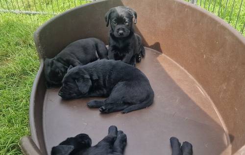 KC reg quality black boys/choc girl, dual purpose bred, excellent pedigree for sale in Lockerbie, Dumfries and Galloway - Image 3