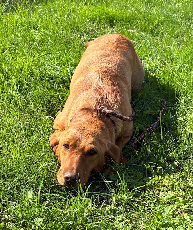 KC Reg Red Female Labrador 