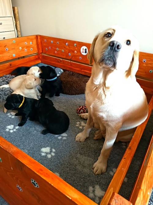 KC reg show type puppies for sale in Lowestoft, Suffolk - Image 10