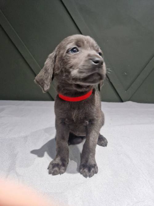Kc reg silver and charcoal puppies for sale in Walsall, West Midlands - Image 4