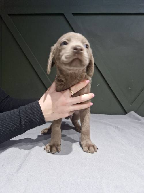 Kc reg silver and charcoal puppies for sale in Walsall, West Midlands - Image 5