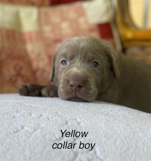 KC Reg Silver Male Labrador Puppies for sale in Watton, Norfolk
