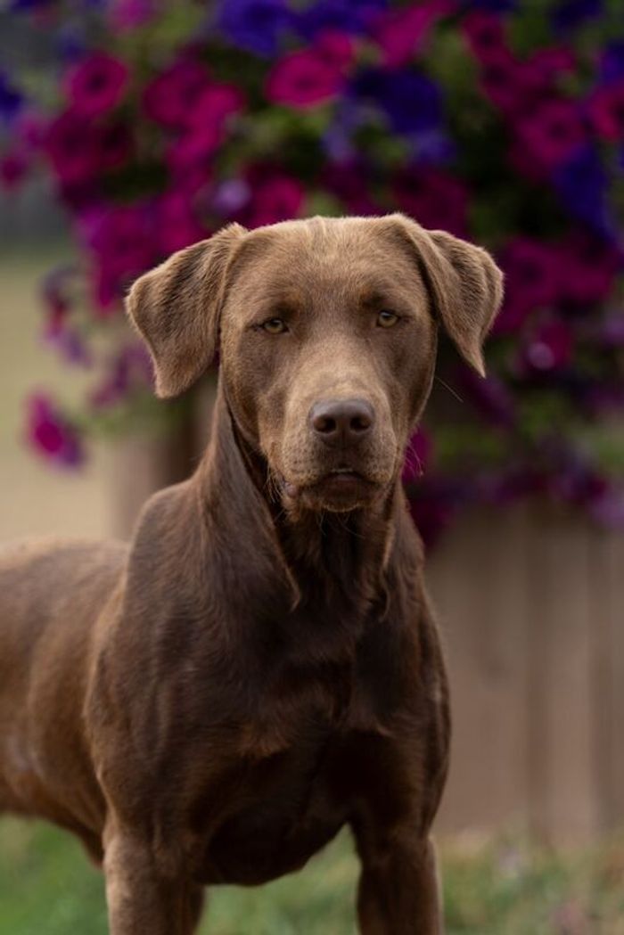 Labrador Retriever stud dog for stud in Doddington, Cambridgeshire – KC registered, 1 year old