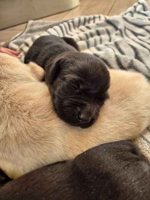 KC reg Stunning Golden & Black Girls Labrador Puppies Rdy end Oct for sale in Littleport, Cambridgeshire