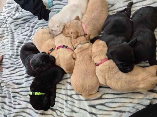 KC reg Stunning Golden & Black Girls Labrador Puppies Rdy end Oct for sale in Littleport, Cambridgeshire