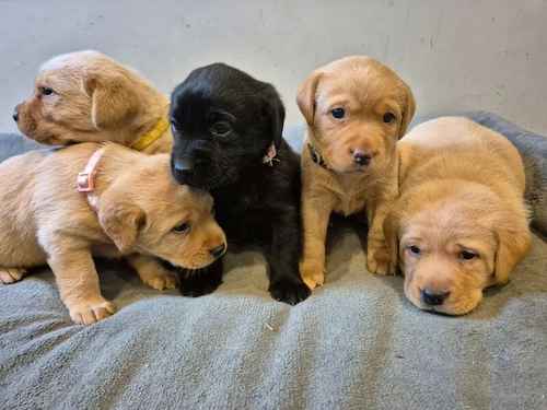 KC reg Stunning Golden & Black Girls Labrador Puppies Rdy end Oct for sale in Littleport, Cambridgeshire