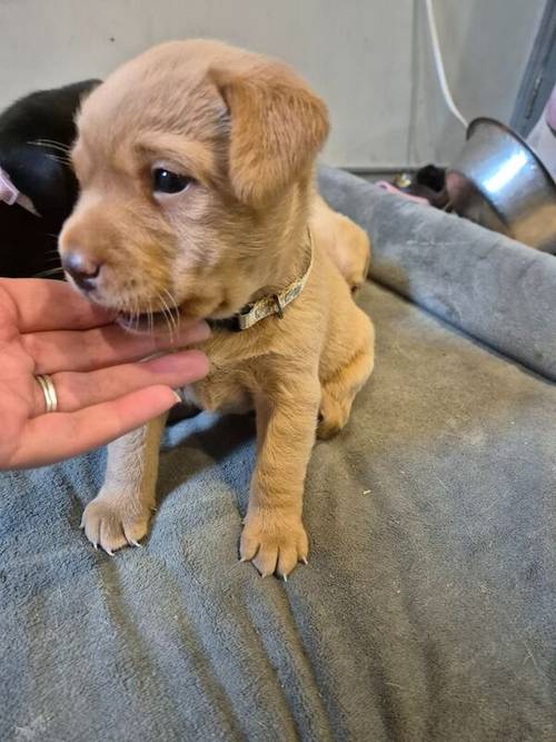 KC reg Stunning Golden & Black Girls Labrador Puppies Rdy end Oct for sale in Littleport, Cambridgeshire - Image 2