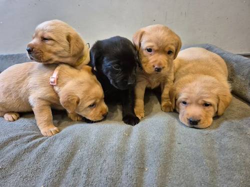 KC reg Stunning Golden & Black Girls Labrador Puppies Rdy end Oct for sale in Littleport, Cambridgeshire - Image 3