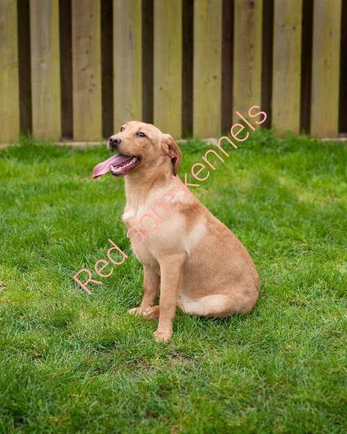 KC reg Stunning Golden & Black Girls Labrador Puppies Rdy end Oct for sale in Littleport, Cambridgeshire - Image 4