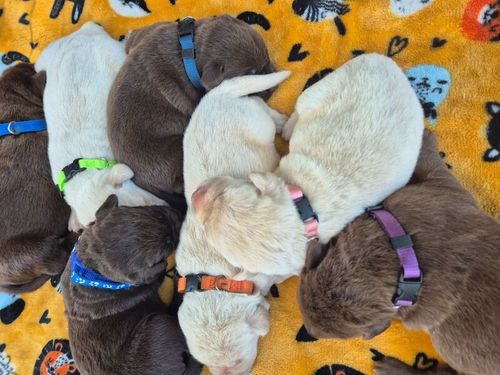 KC reg Stunning Labrador Puppies Ready 25th of July for sale in Littleport, Cambridgeshire