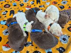 KC reg Stunning Labrador Puppies Ready 25th of July for sale in Littleport, Cambridgeshire | Image 2