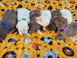 KC reg Stunning Labrador Puppies Ready 25th of July for sale in Littleport, Cambridgeshire | Image 3