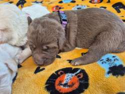 KC reg Stunning Labrador Puppies Ready 25th of July for sale in Littleport, Cambridgeshire | Image 4