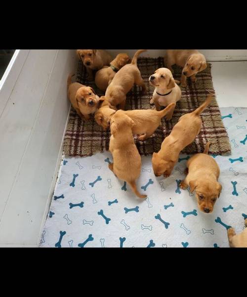 KC REG STUNNING LITTER RED & YELLOWS for sale in Dereham, Norfolk - Image 4