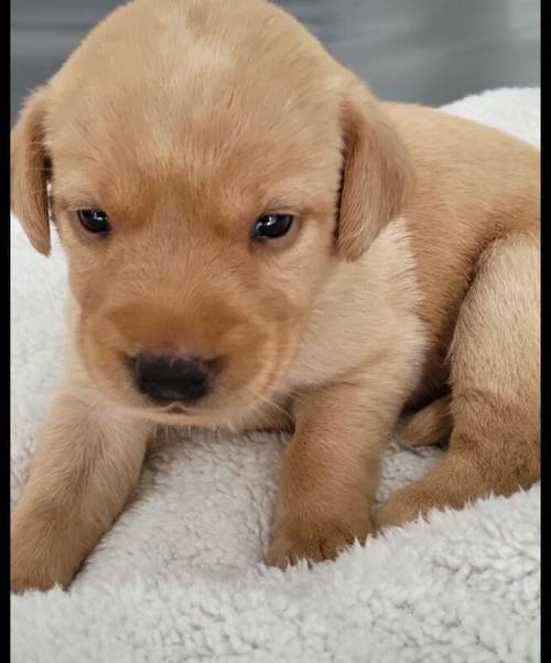 KC REG STUNNING LITTER RED & YELLOWS for sale in Dereham, Norfolk - Image 8