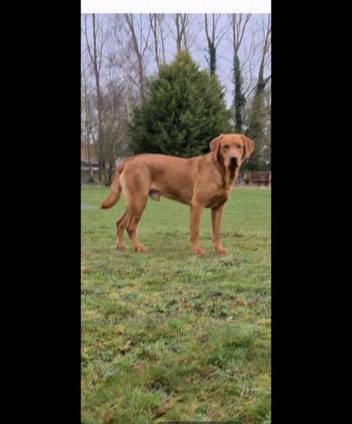 KC REG STUNNING LITTER RED & YELLOWS for sale in Dereham, Norfolk - Image 11