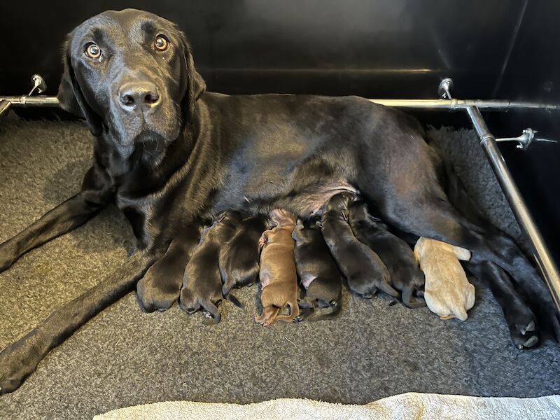Kc Reg Working Labrador Puppies For Sale in Hatfield Peverel, Essex