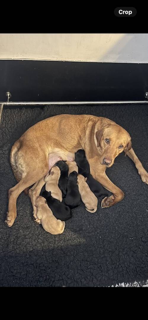 Kc reg working Labrador puppies for sale in Hatfield Peverel, Essex - Image 1