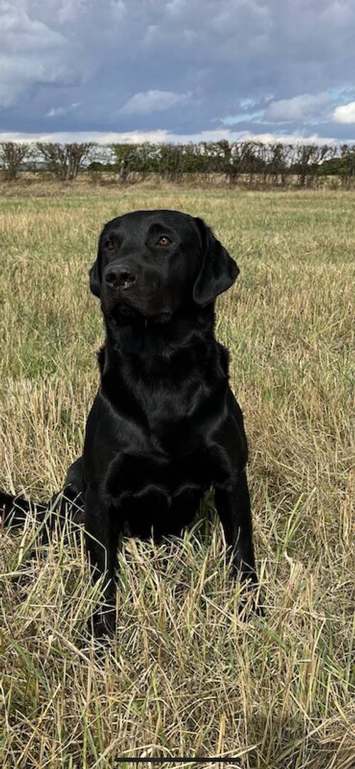 Kc reg working Labrador puppies for sale in Hatfield Peverel, Essex - Image 2