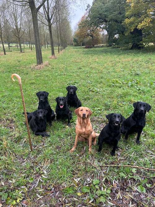 Kc reg working Labrador puppies for sale in Hatfield Peverel, Essex - Image 5