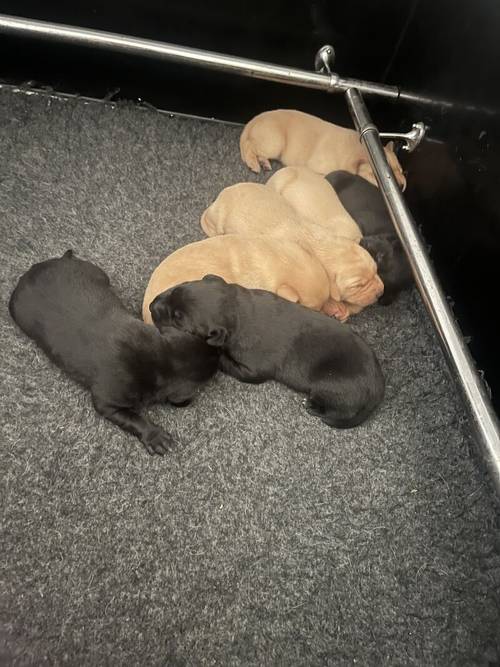 Kc reg working Labrador puppies for sale in Hatfield Peverel, Essex - Image 8