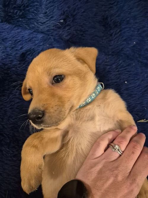 KC reg Yellow Labrador Boy Puppy Ready 4th of June for sale in Littleport, Cambridgeshire