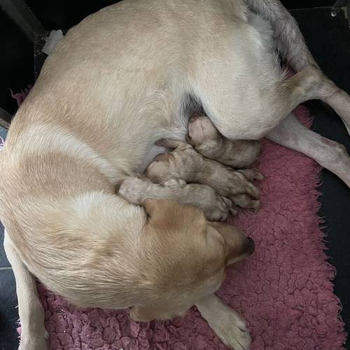 KC Reg Yellow Labrador Boys for sale in Market Rasen, Lincolnshire - Image 12