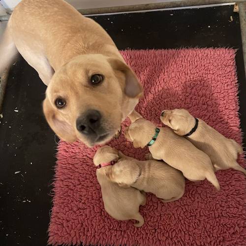 Pedigree Yellow Labradors for sale in Market Rasen, Lincolnshire - Image 5