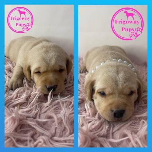 Pedigree Yellow Labradors for sale in Market Rasen, Lincolnshire - Image 7