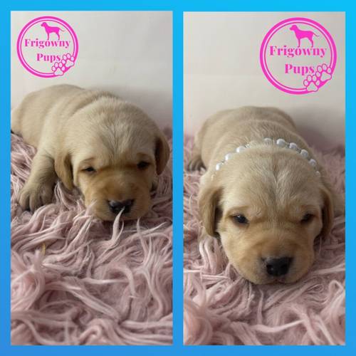 Pedigree Yellow Labrador Boy for sale in Market Rasen, Lincolnshire - Image 12