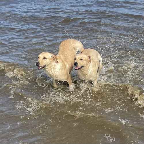 Pedigree Yellow Labrador Boy for sale in Market Rasen, Lincolnshire