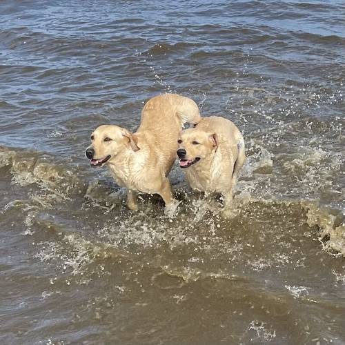 Pedigree Yellow Labradors for sale in Market Rasen, Lincolnshire - Image 1