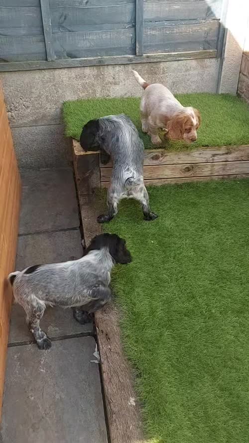 *KC Reg'd Working Cocker Spaniel Puppies*Health Tested Parents* for sale in Leyland, Lancashire