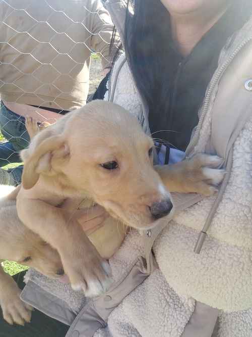 KC Registerd Labrador puppies for sale in Crook, County Durham