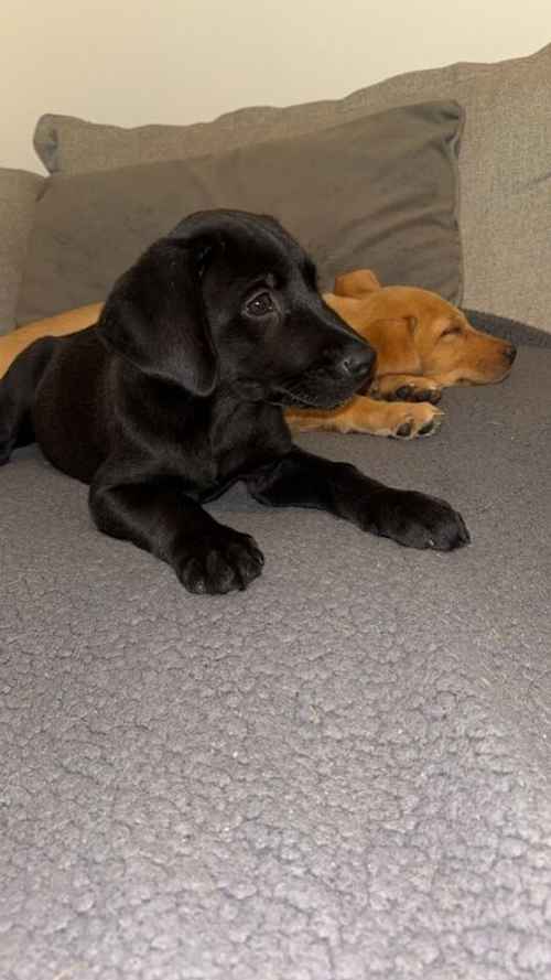 KC registered Black Labrador for sale in East Riding of Yorkshire