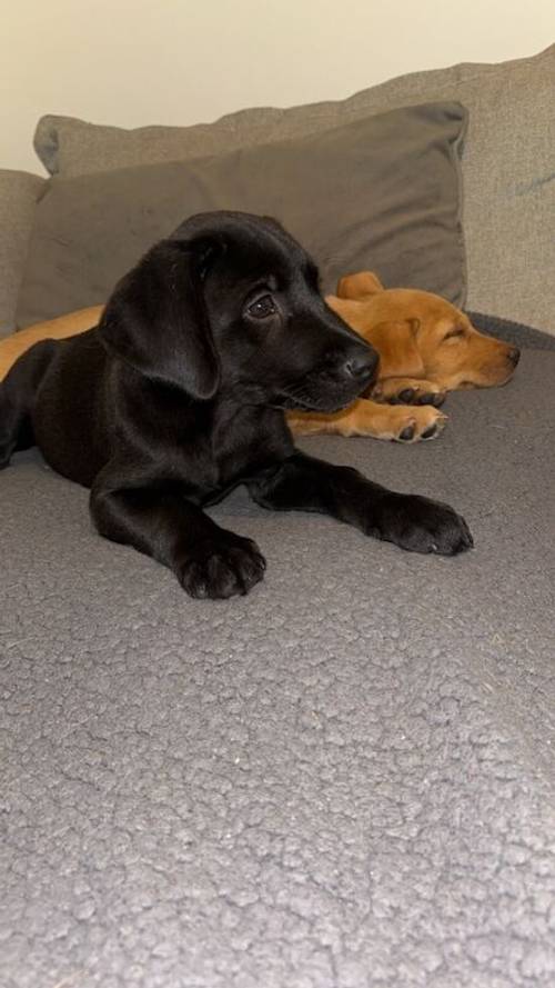 KC registered Black Labrador for sale in East Riding of Yorkshire - Image 1