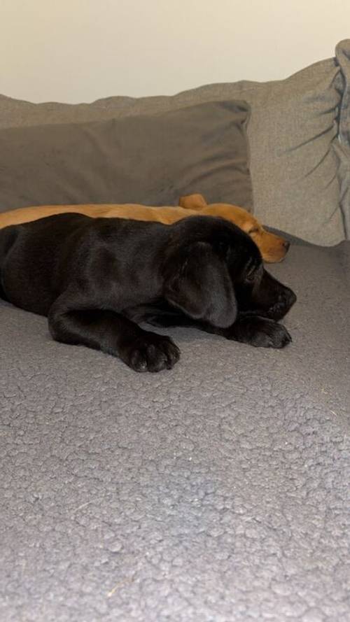 KC registered Black Labrador for sale in East Riding of Yorkshire - Image 2