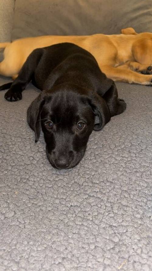 KC registered Black Labrador for sale in East Riding of Yorkshire - Image 3