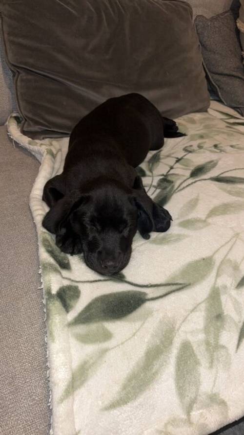 KC registered Black Labrador for sale in East Riding of Yorkshire - Image 4