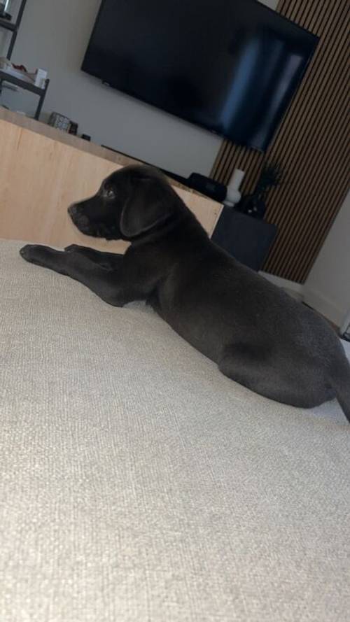 KC registered Black Labrador for sale in East Riding of Yorkshire - Image 7