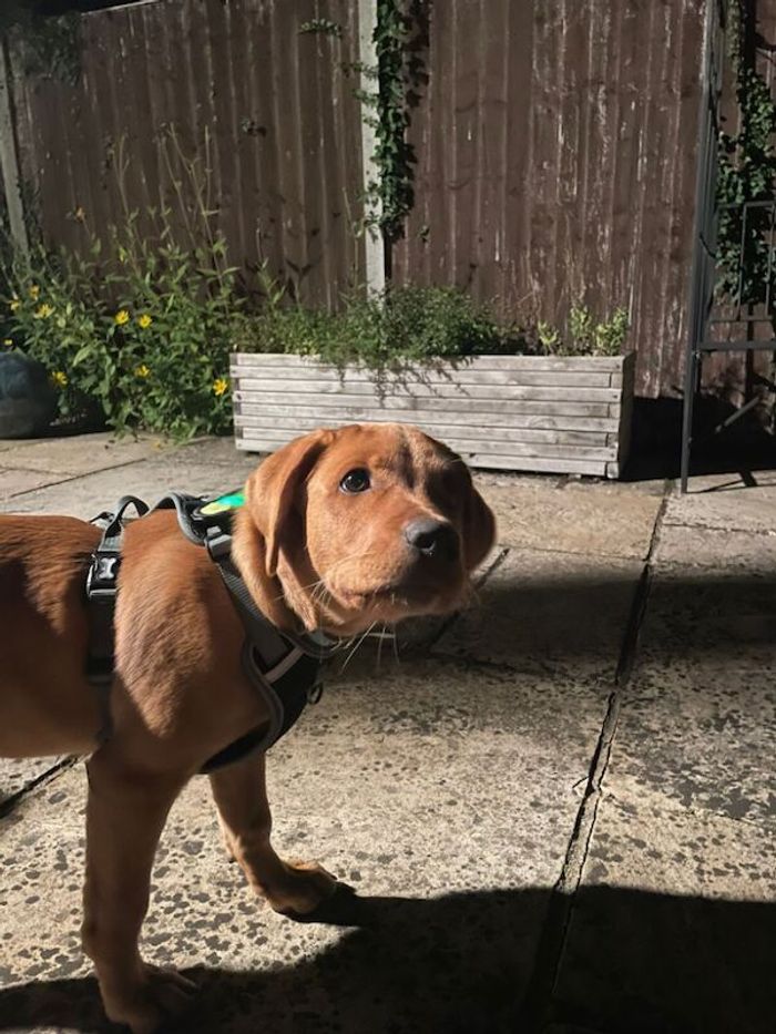 Labrador Retriever puppies for sale in Darlington, Durham – KC registered, 3 months old - Image 13 of 15