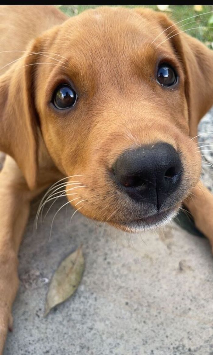 Labrador Retriever puppies for sale in Darlington, Durham – KC registered, 3 months old - Image 15 of 15