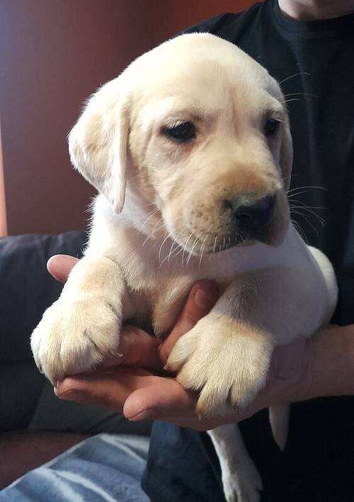 Kc registered 5 generation pedigree puppy's for sale in Wakefield, West Yorkshire - Image 3