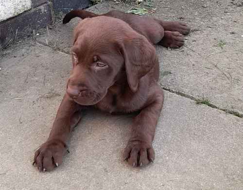 Kc registered 5 generation pedigree puppy's for sale in Wakefield, West Yorkshire