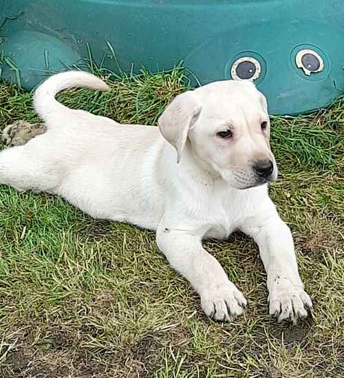 Kc registered 5 generation pedigree puppy's for sale in Wakefield, West Yorkshire