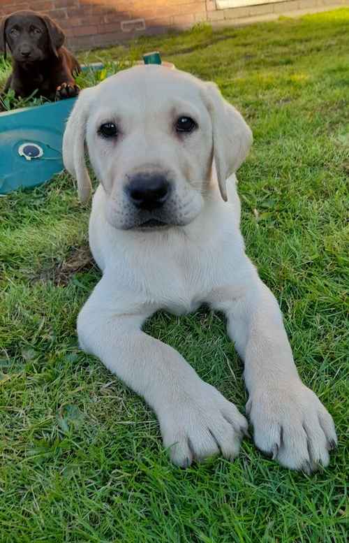 Kc registered 5 generation pedigree puppy's for sale in Wakefield, West Yorkshire