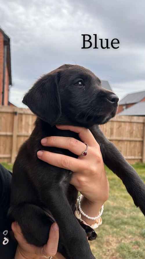 KC registered 7 week old fox red and black puppies for sale in East Riding of Yorkshire