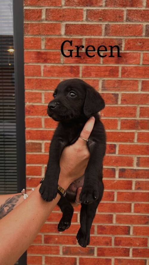 KC registered 7 week old fox red and black puppies for sale in East Riding of Yorkshire - Image 5