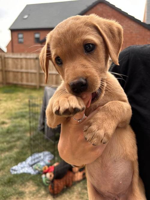 KC registered 7 week old fox red and black puppies for sale in East Riding of Yorkshire - Image 6