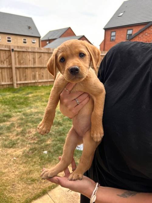 KC registered 7 week old fox red and black puppies for sale in East Riding of Yorkshire - Image 8